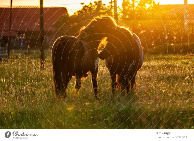 Two ponies playing Summer Nature Animal Grass Horse To feed Small colt Farm Fence field Flare Foal Mane Pasture Pony Ranch Sunset tail Europe Romania