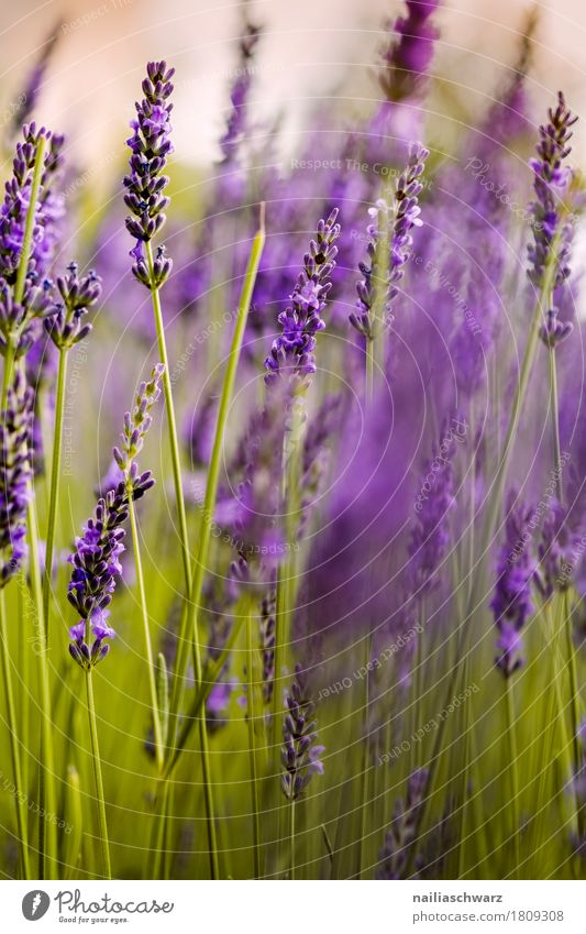 lavender Summer Nature Plant Flower Blossom Lavender Blossoming Fragrance Growth Natural Green Violet Spring fever Peaceful Purity Idyll Pure Environment