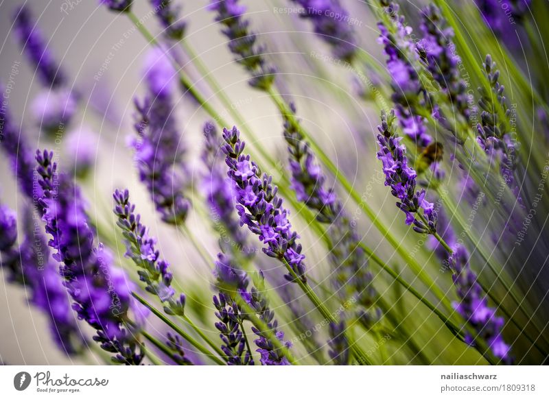 lavender Summer Environment Nature Landscape Plant Spring Beautiful weather Flower Blossom Foliage plant Lavender Garden Park Meadow Field Blossoming Fragrance