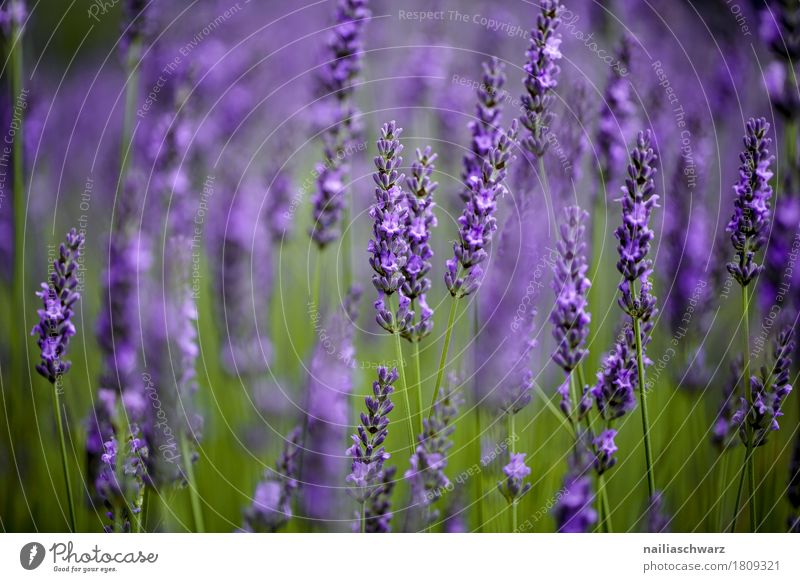 lavender field Summer Environment Nature Landscape Plant Spring Flower Blossom Garden Meadow Blossoming Fragrance Jump Natural Beautiful Green Violet Happiness