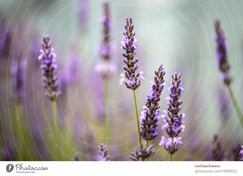 lavender field Summer Nature Plant Spring Beautiful weather Flower Bushes Blossom Garden Park Meadow Field Blossoming Fragrance Faded Growth Fresh Natural Soft