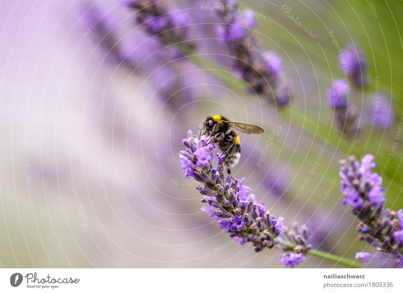 Bee on lavender flower Summer Nature Plant Animal Tree Flower Blossom Lavender Garden Park Meadow Field Pet Farm animal Insect 1 Work and employment Blossoming