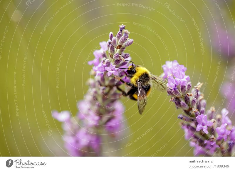 lavender Summer Environment Nature Plant Animal Spring Climate Flower Blossom Garden Meadow Field Farm animal Bee Insect 1 Work and employment Blossoming
