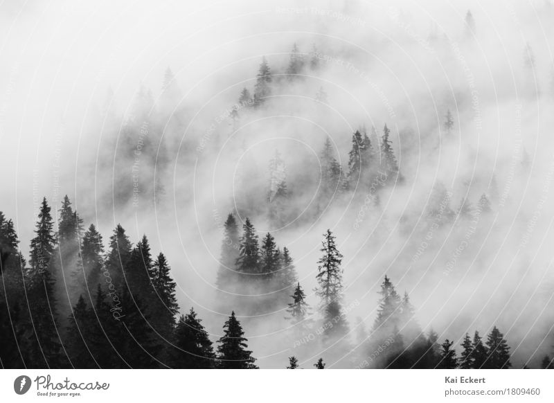 Mountains, forest and fog IV Landscape Plant Clouds Weather Fog Tree Forest Alps Peaceful Calm Longing Loneliness Adventure Contentment Freedom Transience