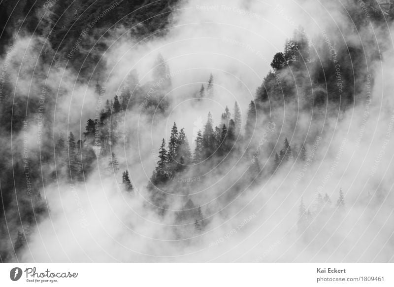 Mountains, forest and fog III Nature Landscape Clouds Weather Fog Tree Forest Alps Dark Cold Adventure Contentment Mysterious Inspiration Concentrate Surrealism