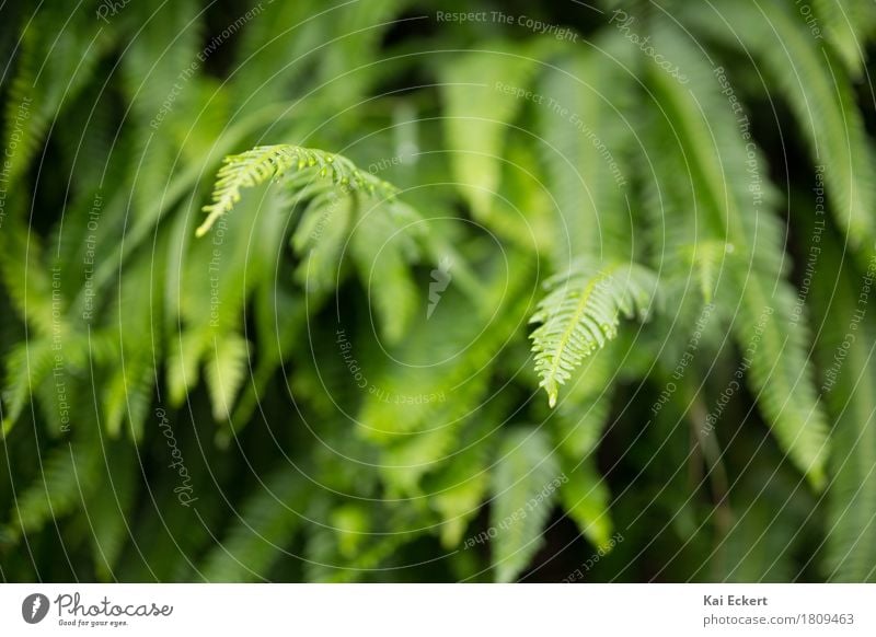 fern Nature Plant Fern Foliage plant Esthetic Fresh Natural Green Contentment Colour photocase Exterior shot Deserted Day Shallow depth of field