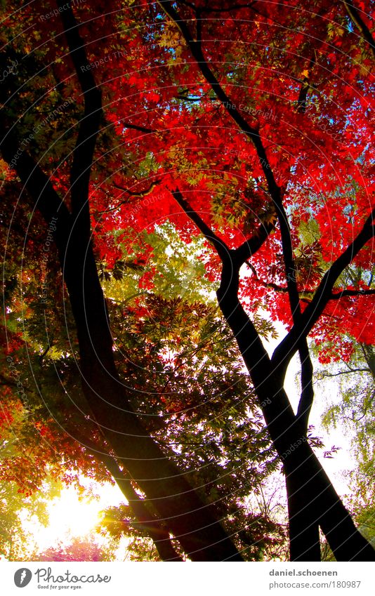 red upright autumn Colour photo Morning Sunlight Sunbeam Sunrise Sunset Autumn Weather Tree Park Forest Multicoloured Green Red Growth Change