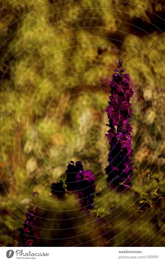 Recently in the park Colour photo Multicoloured Exterior shot Experimental Abstract Deserted Blur Shallow depth of field Plant Summer Flower Relaxation Esthetic