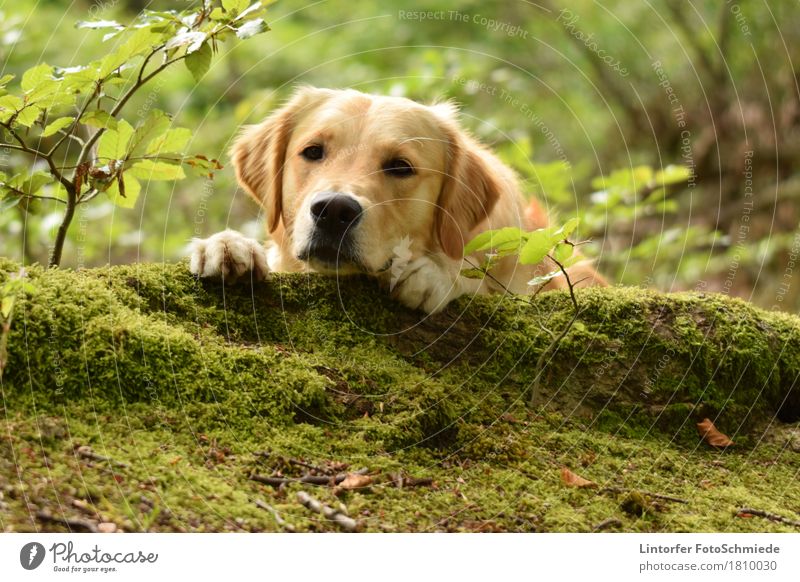 A break in the green... Animal Pet Dog 1 Love of animals Golden Retriever Colour photo Exterior shot Close-up Animal portrait Looking