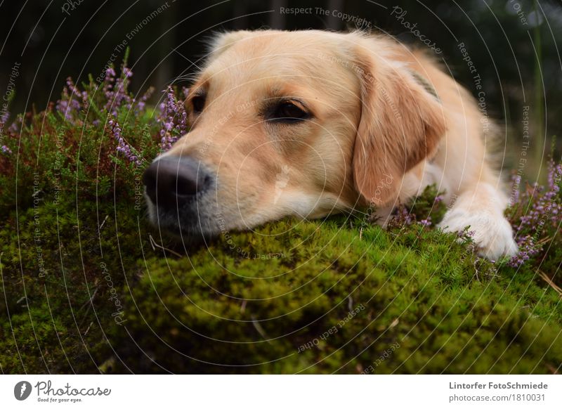 Orly in the heath Nature Animal Dog 1 Golden Retriever Colour photo Exterior shot