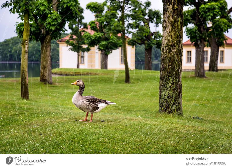 Is that St. Martin's goose yet? Vacation & Travel Tourism Trip Sightseeing City trip Environment Nature Landscape Spring Beautiful weather Bad weather Tree Park
