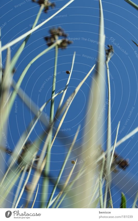 wax Growth Plant Worm's-eye view Blade of grass Blue Sky Blur