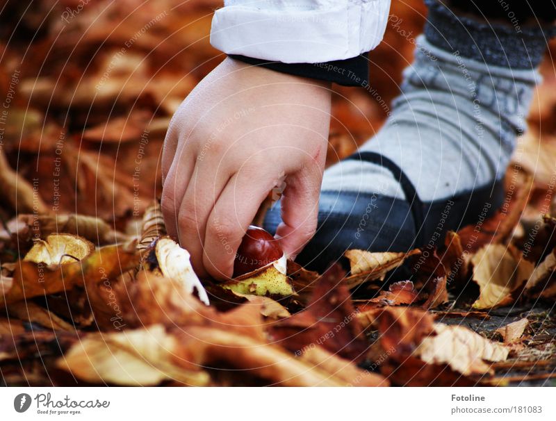 My chestnut! Colour photo Multicoloured Exterior shot Close-up Day Light Sunlight Human being Child Girl Hand Fingers Feet 1 Environment Nature Plant Earth