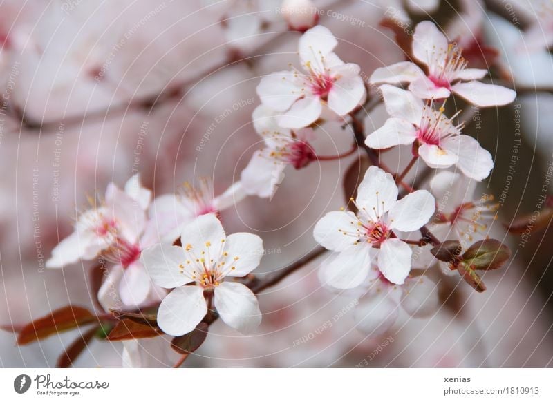 Cherry blossoms on a branch Blossom Tree Ornamental cherry Spring Cherry tree Rosy Pink White Transience Beginning Japanese Close-up Shallow depth of field