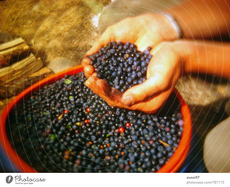 bears Berries fruits hunger poor Markets Agriculture vitamins