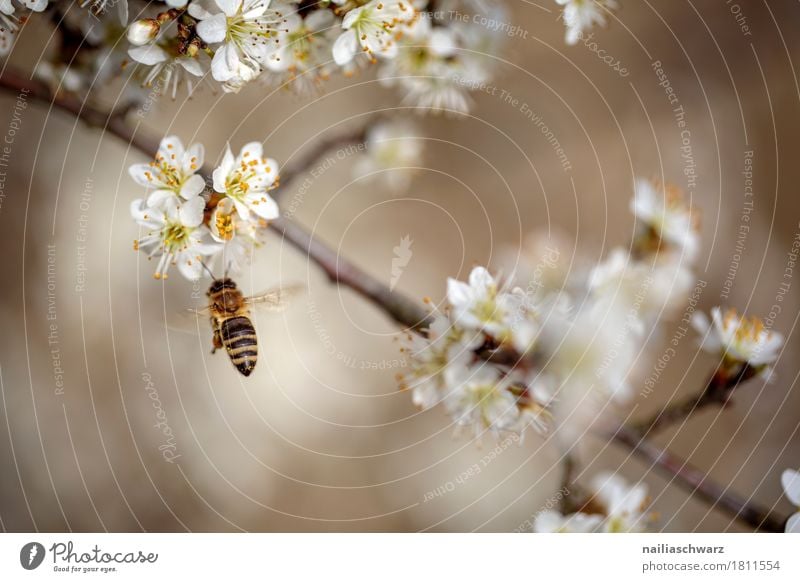 spring Environment Nature Plant Animal Spring Climate Climate change Tree Flower Blossom Branch Twigs and branches Pet Bee Insect 1 Work and employment