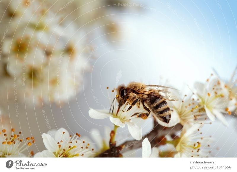 bee Environment Plant Animal Spring Summer Beautiful weather Tree Flower Blossom Agricultural crop Cherry cherry blossom Garden Park Farm animal Bee 1