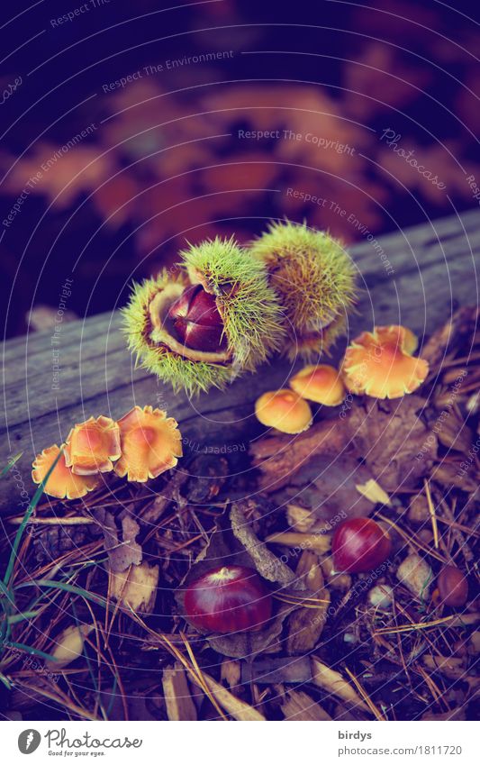 Still life in the forest Chestnut Nutrition Nature Autumn Wild plant Mushroom Sweet chestnut Seed head Autumn leaves Forest Fragrance Esthetic Exceptional