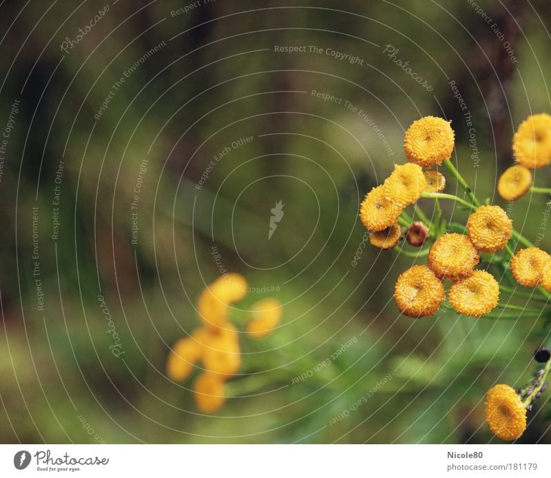 yellow dotted autumn greetings Environment Nature Plant Climate Blossom Vermouth Colour photo Subdued colour Exterior shot Deserted Copy Space left Day