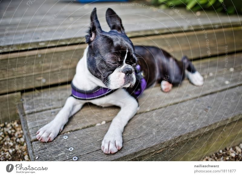 Boston Terrie is recovering. Stairs Animal Pet Dog Puppy French Bulldog Baby animal Wood Relaxation Lie Sleep Elegant Brash Funny Cute Beautiful Gray Black