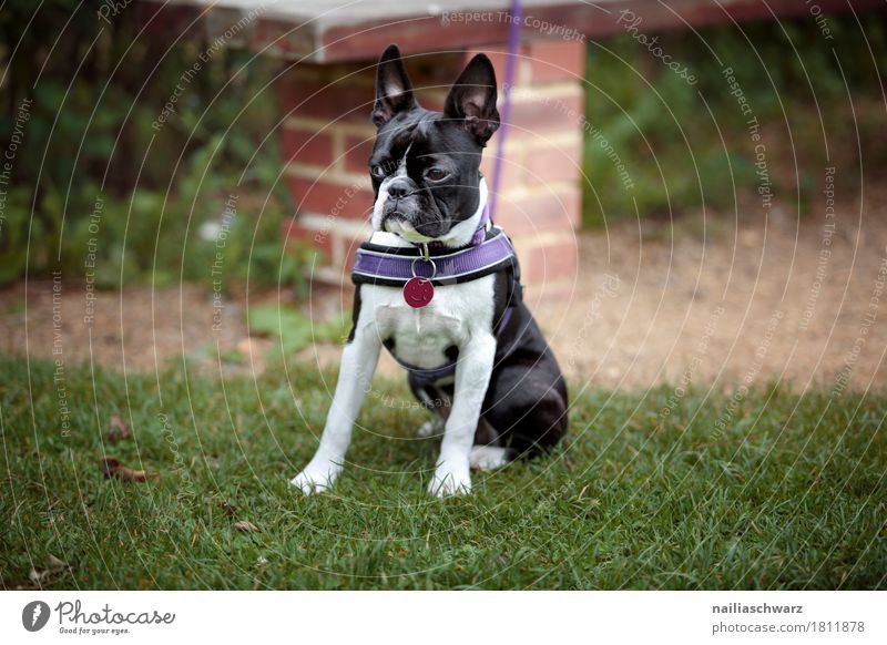 Boston Terrier Nature Spring Summer Grass Garden Park Meadow Field Animal Pet Dog French Bulldog 1 Baby animal Observe Study Looking Wait Elegant Happy Natural