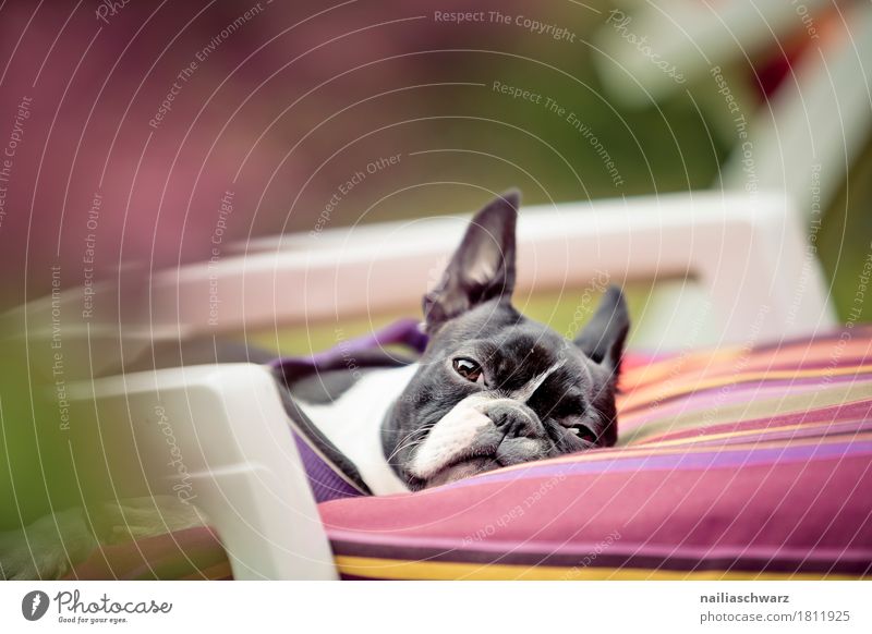 relaxation Relaxation Beautiful weather Garden Park Animal Pet Dog Animal face boston terrier Bulldog 1 Couch Armchair Observe To enjoy Lie Looking Sleep Funny