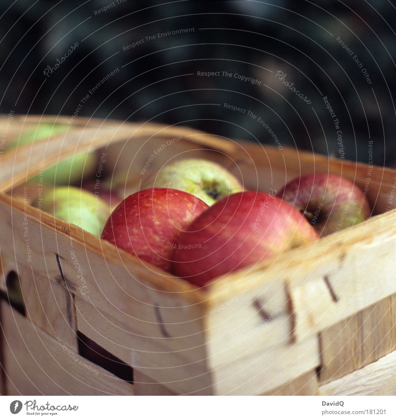 apples Colour photo Exterior shot Copy Space top Neutral Background Day Shallow depth of field Food Fruit Apple Nutrition Feeding To enjoy Healthy Delicious Wet