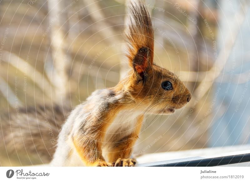 Little curious squirrel looking to the right Nature Animal Autumn Fur coat Wild Brown Squirrel wildlife Mammal fluffy window Rodent Strange Whisker orange