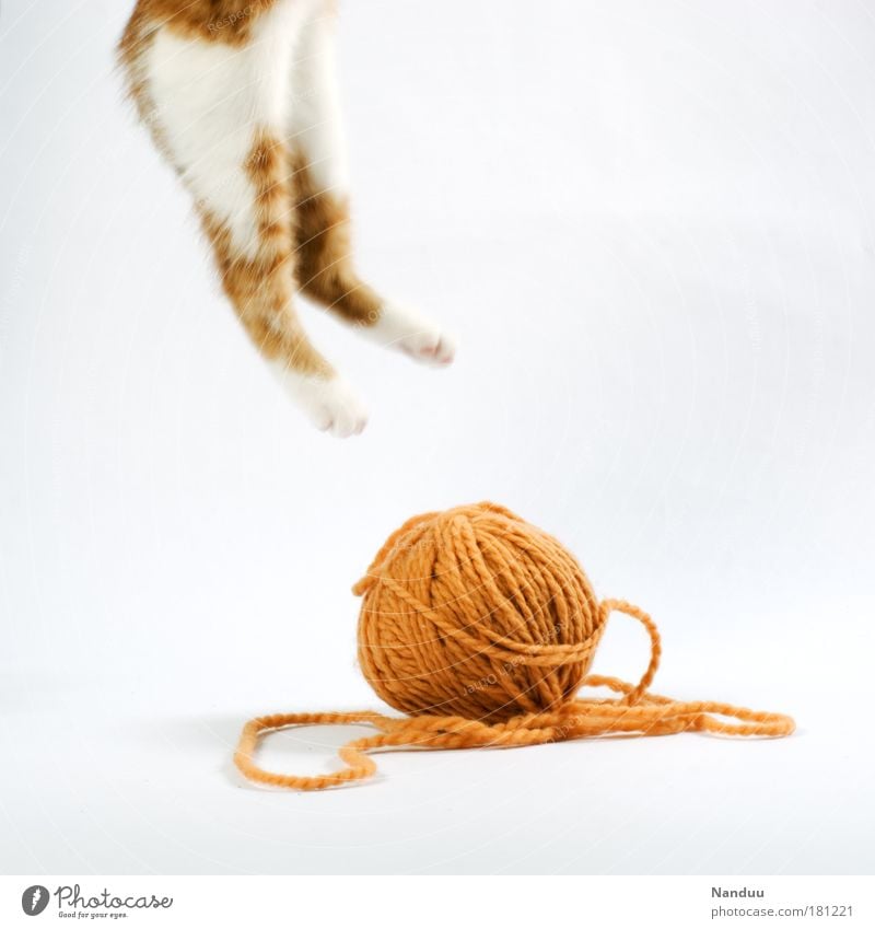played out. Colour photo Interior shot Studio shot Deserted Copy Space right Copy Space top Motion blur Animal Pet Cat 1 Baby animal Playing Jump Cute