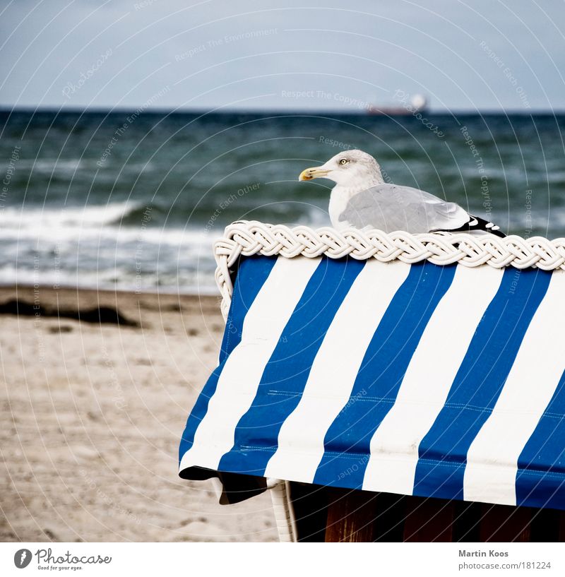 incubate Nature Landscape Sand Water Summer Autumn Weather Waves Coast Beach North Sea Baltic Sea Animal Bird Seagull 1 Observe Relaxation Freeze Crouch Looking