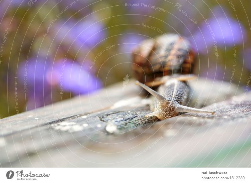 Snail in the garden Animal Plant Flower Garden Park Wild animal 1 Observe Crawl Running Looking Natural Curiosity Cute Slimy Beautiful Brown Gray Green Violet