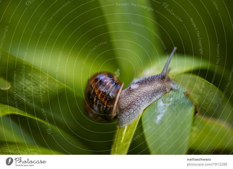 snail Environment Nature Plant Grass Leaf Garden Park Meadow Forest Animal Wild animal Snail 1 To hold on Crawl Simple Near Natural Curiosity Cute Soft Brown