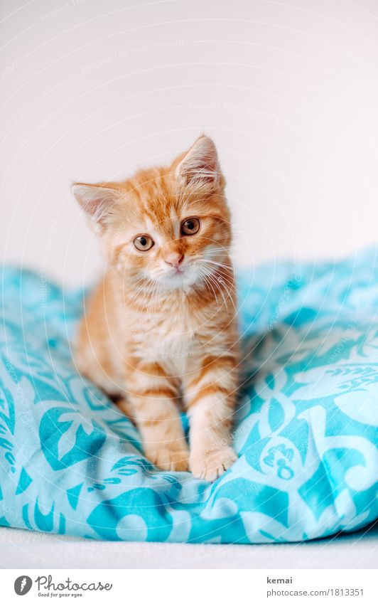 gizmo Style Living or residing Bedroom Duvet Animal Pet Cat Animal face Pelt 1 Baby animal Looking Sit Small Cute Orange Turquoise Trust Watchfulness Serene
