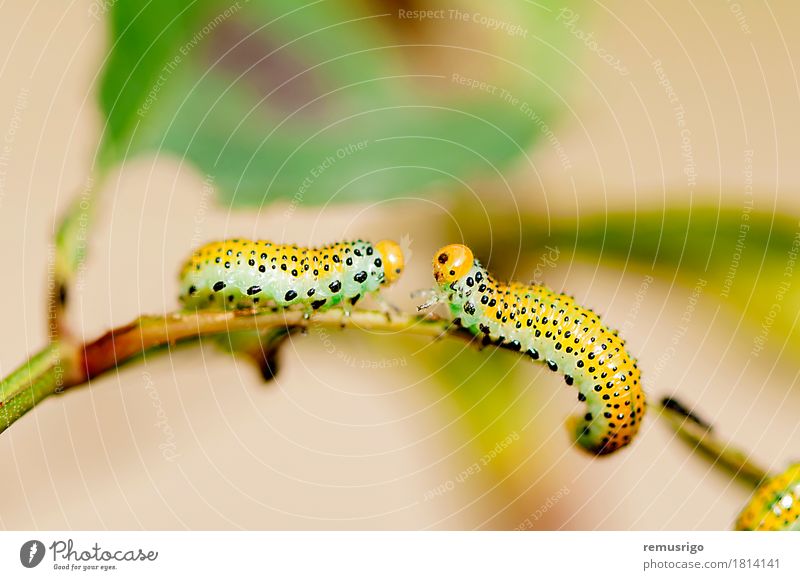 Caterpillar intersection Summer Nature Animal Butterfly Yellow Contentment Bug caterpillar Living thing Insect Larva Metamorphosis Colour photo