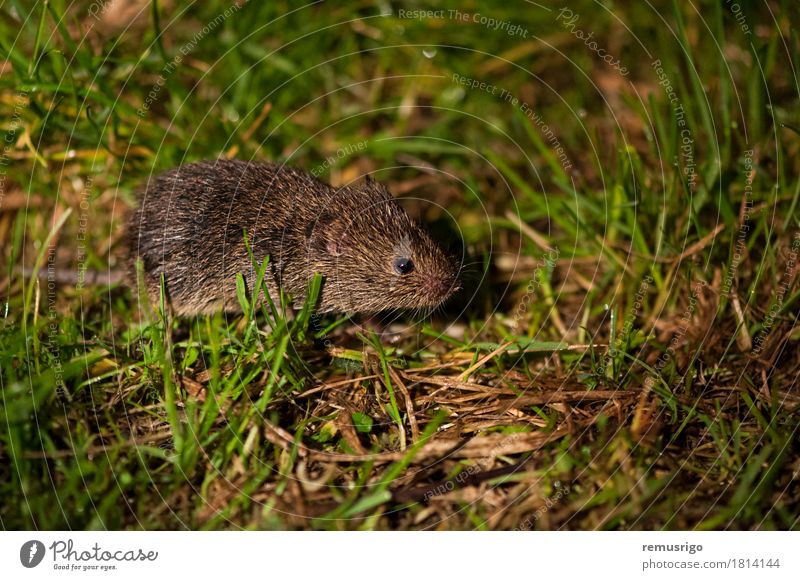 Field mouse Nature Animal Farm animal 1 Small Cute Brown Green Rodent Mammal Strange Colour photo Close-up Deserted Night Artificial light Hairy Pelt Mouse Eyes
