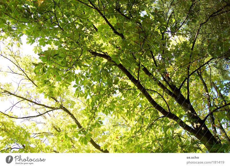 summer tree Colour photo Exterior shot Deserted Day Light Shadow Sunlight Back-light Wide angle Vacation & Travel Trip Summer Nature Sky Weather