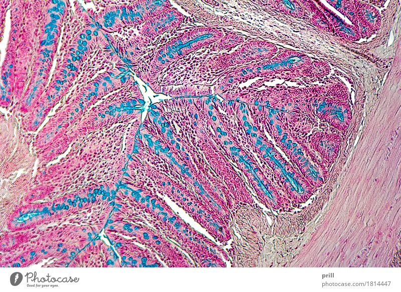 large intestine of a rat Animal Blue Red Large intestine Rat detail gastrointestinal tract Microscopic vertebrate cell Cross-section Slice colon inward