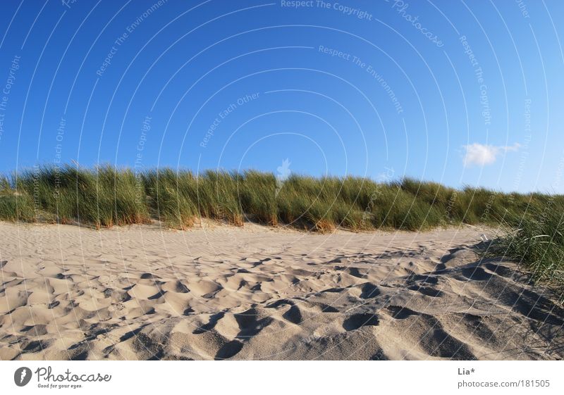 dun idyll Vacation & Travel Beach Landscape Sand Sky Weather Beautiful weather Beach dune Relaxation North Sea Marram grass Lanes & trails Colour photo