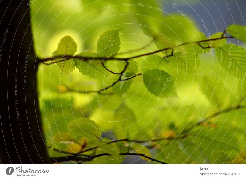green Colour photo Exterior shot Close-up Deserted Day Light Shadow Sunlight Deep depth of field Central perspective Environment Nature Summer Autumn Climate