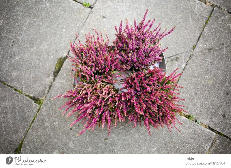 heather Gardening Plant Autumn Flower Heather family Early fall Blossoming Violet Pink Emotions Moody Garden plants Colour photo Exterior shot Deserted