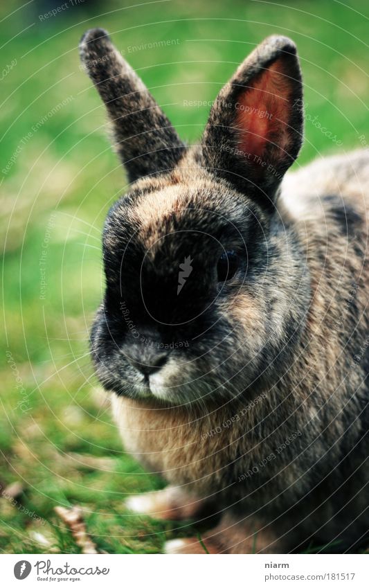 Easter is definitely coming Colour photo Exterior shot Close-up Detail Day Animal portrait Looking Looking into the camera Forward Pet Petting zoo rabbit 1