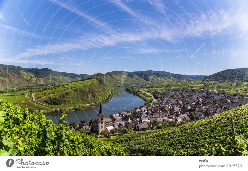 View of Bremm on the Mosel with Mosel loop Summer River Idyll Moselle valley brake calmon Moselle loop Bunch of grapes Vine Eifel Rhineland-Palatinate