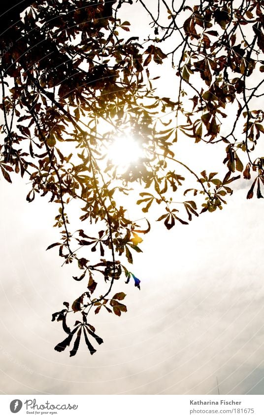 ray of hope Nature Sky Sunlight Autumn Leaf Brown Green White Leaf canopy sunny day Visual spectacle Shaft of light Branch Light Warmth Hope Colour photo