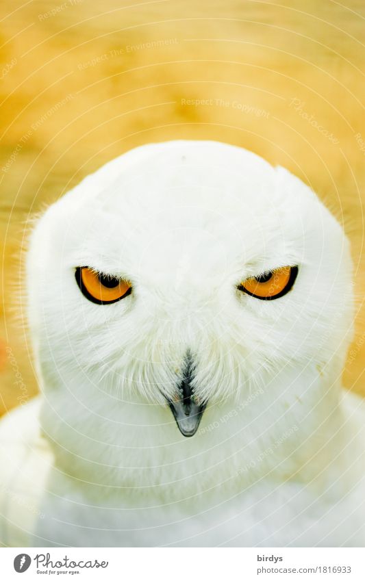 perspicacity Wild animal Snowy owl 1 Animal Observe Illuminate Looking Esthetic Exceptional Exotic Positive Warmth Yellow Orange White Bravery Self-confident