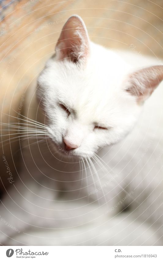 Gino Pet Cat 1 Animal Relaxation White Calm Fatigue Purr Sleep Colour photo Animal portrait Whisker Soft Shallow depth of field Cat's head Cat's ears