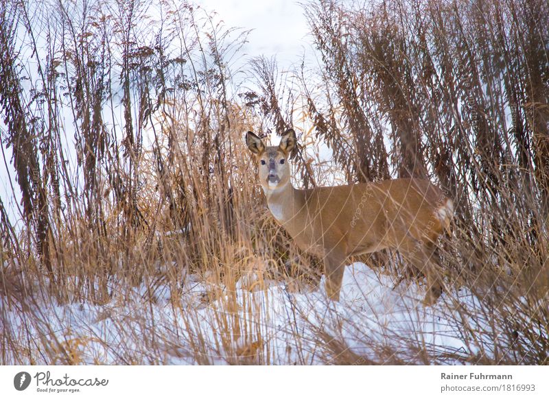 a deer in a winter landscape Nature Plant Animal Meadow Field "Deer Ricke" 1 Observe Stand Wait Curiosity "Winter Snow Natural animals wildlife Colour photo