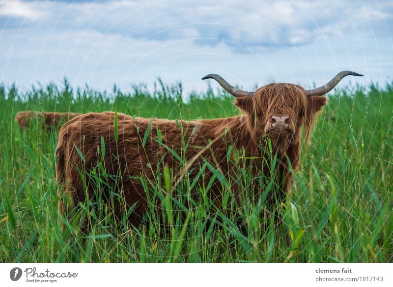 Scottish Highland Cattle from Usedom Bullock Antlers To feed Blue Sky Meadow Lawn Bushes Common Reed Looking Gaze Bushy Long-haired Highland cattle