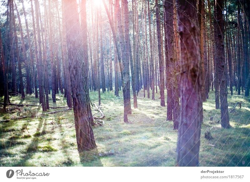 Sunlight in the pine forest Vacation & Travel Tourism Trip Adventure Far-off places Expedition Hiking Environment Nature Landscape Plant Autumn