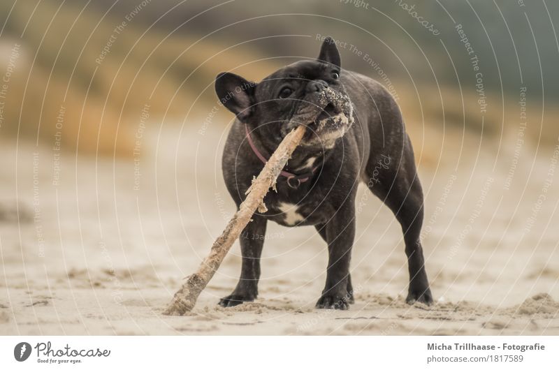 French Bulldog with sticks on the beach Nature Earth Sand Beach Animal Pet Dog Animal face Pelt Claw Paw 1 Wood To feed Playing Stand Romp Throw Dirty Happiness