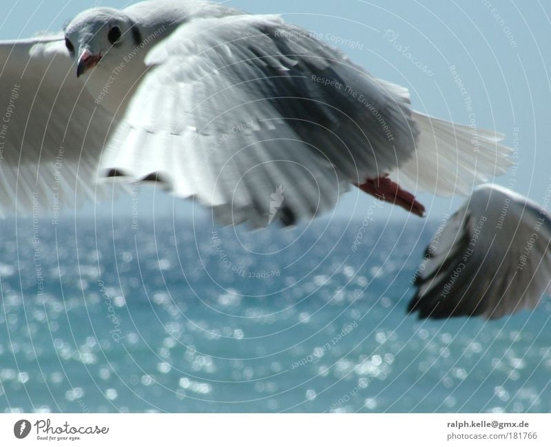 seagull Colour photo Exterior shot Close-up Deserted Copy Space bottom Day Motion blur Central perspective Animal portrait Looking into the camera Wild animal